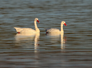 Coscoroba Swans Swimming Together in Calm Waters