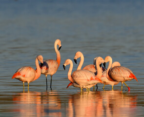 Chilean Flamingos Standing in Shallow Water at Sunrise
