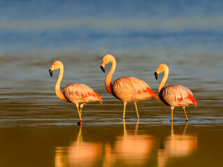 Three Chilean Flamingos Wading in Shallow Water at Sunrise