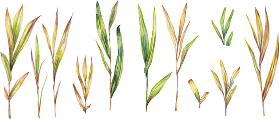 grass isolated on white background