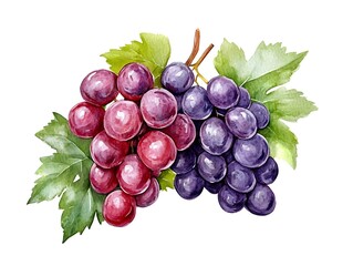 Fototapeta premium Watercolor Grapes: A Lush Botanical Study
