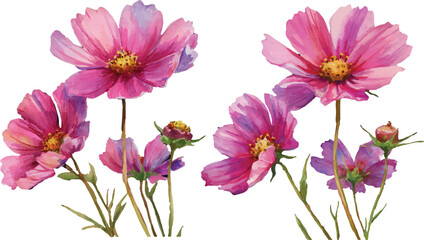 pink flowers isolated on white