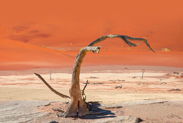 Dead trees in Dead Vlei - Sossusvlei, Namib desert, Namibia 