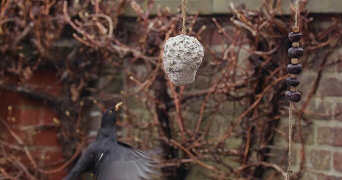 Blackbird eating from fat ball
