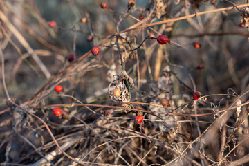 Close-up of vibrant red rose hips on dry, thorny branches in a natural, autumnal or winter setting. The sharp focus highlights the textures of the berries and the intricate tangle of the bare twigs.