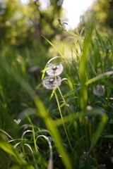 Dandelions in the grass, illuminated by the sun