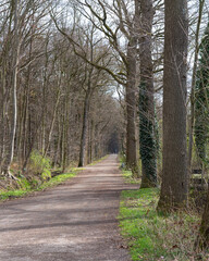 Fototapeta premium Quiet pathway through a forest in early spring with sparse leaves and a peaceful atmosphere