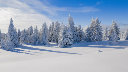Beautiful Winter Mountain Panorama with Snowy Spruce Trees and Peaks in the Background