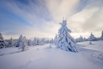 Beautiful Winter Mountain Panorama with Snowy Spruce Trees and Peaks in the Background