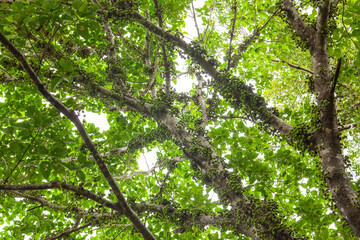 Obraz premium cauliflory on fig (Ficus racemosa) trunks in tropical forest, Daintree National Park, Queensland, Australia.