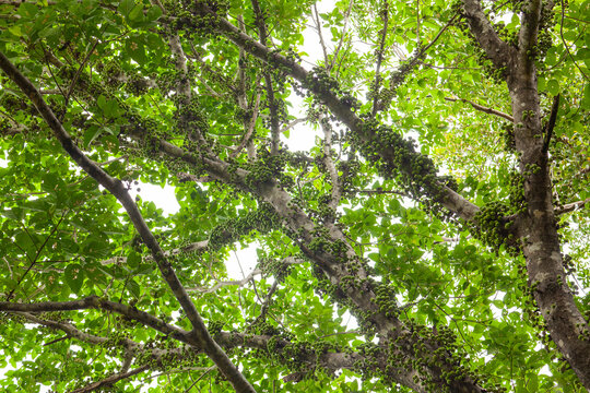cauliflory on fig (Ficus racemosa) trunks in tropical forest, Daintree National Park, Queensland, Australia.