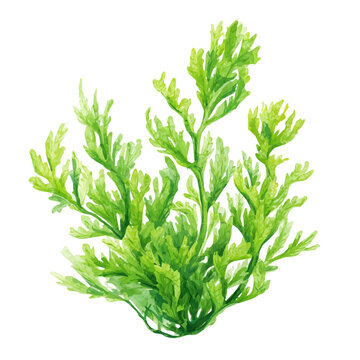 Elodea, watercolor illustration, vector style, isolated on a white background.