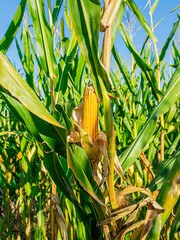 green wheat leaves hit by the sun's rays © Fernikon