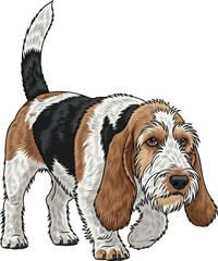 Petit basset griffon vendeen dog walking relaxed focused movement