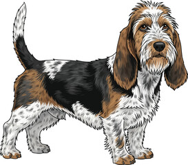 Petit basset griffon vendeen dog standing side profile view pose