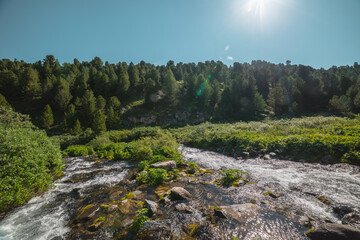 Pure mountain creek flows among wild lush flora in bright sun. Mossy and grassy stones in middle of spring water streams in sunny day. Vivid alpine scenery with clear brook against coniferous forest.