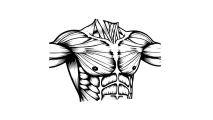 Flat vector illustration of male chest muscles isolated, gym anatomy style, fitness training illustration, clean lines, modern workout vector, educational sports graphic