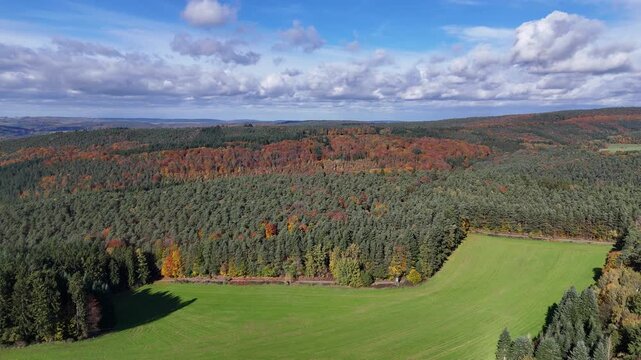 Wald bei Erbach im Odenwald