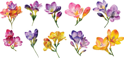 spring flowers isolated on white