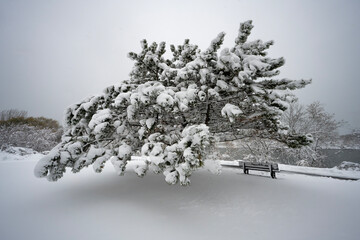 Winter landscape covered in snow, with a large conifer bending under the weight of Heavy snow and a snow-covered park bench to the righ