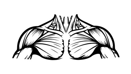 Flat vector illustration of human shoulders isolated, fitness anatomy design, gym training concept, clean outlines, modern sports illustration