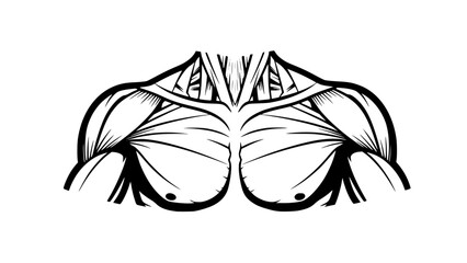 Flat vector illustration of human shoulders isolated, fitness anatomy design, gym training concept, clean outlines, modern sports illustration