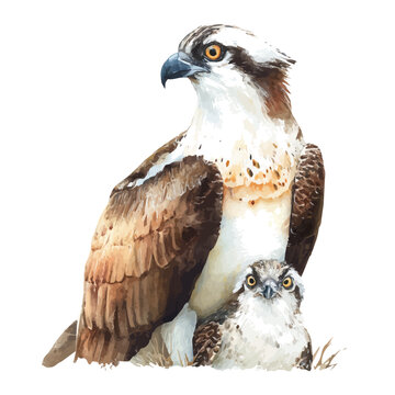 Osprey With Its Baby in watercolor style, vector illustration, isolated on white background.