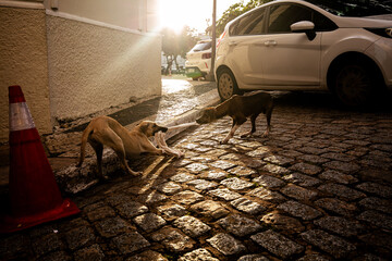Two stray dogs playing and pulling a piece of cloth on a cobblestone street in an urban environment during golden hour. Sunlight creates long shadows, highlighting everyday street life, animal behavio