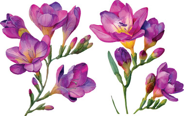 purple crocus flowers