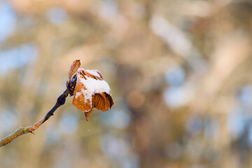 Snow-covered dry leaf on branch with soft winter background