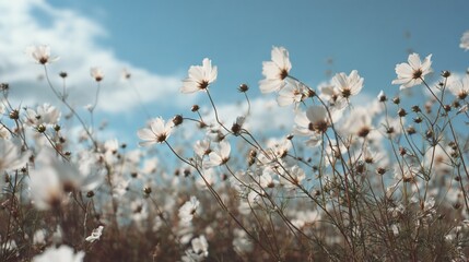 White cosmos field under blue sky with fluffy clouds, shallow depth of field
