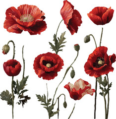 Obraz premium red poppies on white background