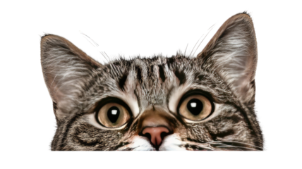 A beautiful portrait of a curious young British Shorthair kitten with soft fur and adorable whiskers looking forward as the cute domestic feline sits isolated on a white background