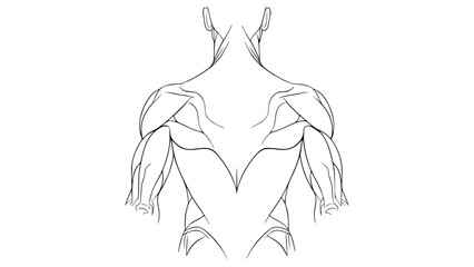 Flat vector illustration of human back muscles isolated, gym anatomy style, fitness training diagram, clean minimal vector, modern sports illustration