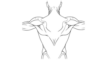 Flat vector illustration of human back muscles isolated, gym anatomy style, fitness training diagram, clean minimal vector, modern sports illustration