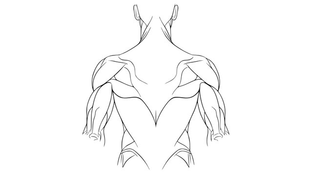 Flat vector illustration of human back muscles isolated, gym anatomy style, fitness training diagram, clean minimal vector, modern sports illustration