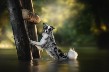 A blue merle Border Collie dog stands in shallow water, grasping a rustic wooden structure with its front paws. The dog looks directly at the viewer with a curious expression