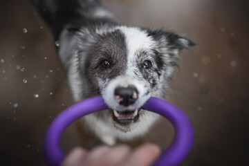 A gray and white Border Collie happily holds a purple ring toy in its mouth while looking up expectantly, ready to play fetch with a person outdoors on a bright day