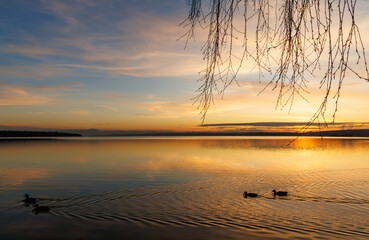Scenic sunset over a calm lake with ducks swimming in the foreground. Beautiful golden hour landscape featuring vibrant sky colors, water reflections, and willow branches framing the view
