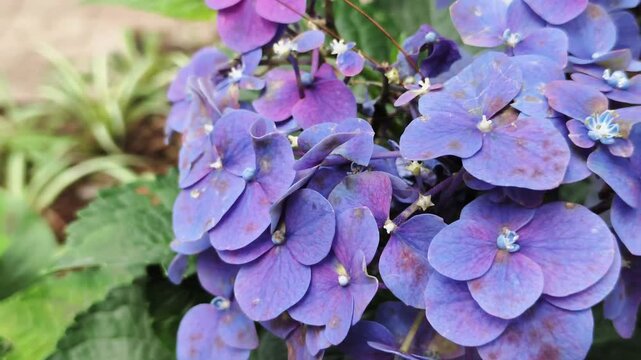 Purple hydrangea macrophylla flower background