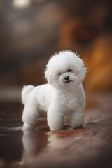 A fluffy, all-white Bichon Frise stands near a body of water. Its curly fur is clean and bright. The canine gazes directly forward with soft eyes and a gentle expression