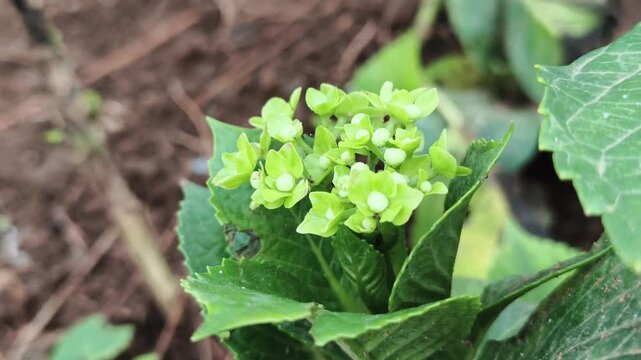 Young flower shoots of Hydrangea macrophylla