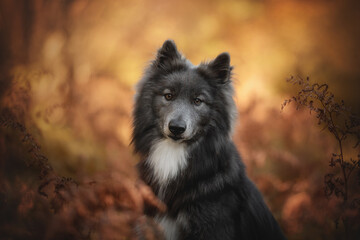 A Wolfdog with thick, dark fur and white markings on its chest sits in a natural autumn setting. The warm, earthy tones of the fall foliage provide a striking backdrop