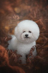 A purebred Bichon Frise stands outdoors. This dog has a white coat and fluffy fur. It is situated among brown leaves or foliage during the daytime
