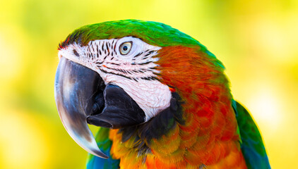 Naklejka premium A close-up of a macaw. The multi-colored parrot sits on a perch. The background is blurred, which emphasizes the bird's bright colors.