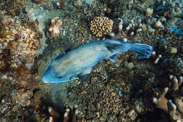Obraz premium Close up of pufferfish swimming over coral reef in tropical blue sea