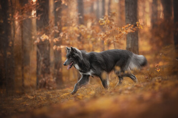 A Wolfdog with gray and white fur trots through a forest. The ground is covered in fallen autumn leaves. Sunlight streams through the trees, creating a warm, golden glow
