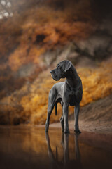 A magnificent Great Dane dog, stands in shallow water. Its reflection appears mirrored on the water's calm surface. The background shows an atmospheric autumnal landscape