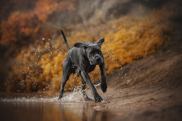 A powerful gray Great Dane runs through shallow water, splashing it about. The dog's ears are flopping as it moves with autumn foliage in the background