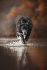 A black wolfdog dashes directly toward the viewer, kicking up water as it runs through a shallow body of water. The background displays soft autumn hues reflecting off the water's surface
